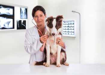 Tudo sobre Medicina Veterinária: o guia definitivo