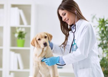 Médico veterinário
