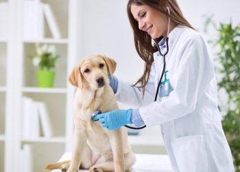 Hospital Veterinário