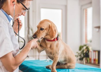 principais áreas da Medicina Veterinária