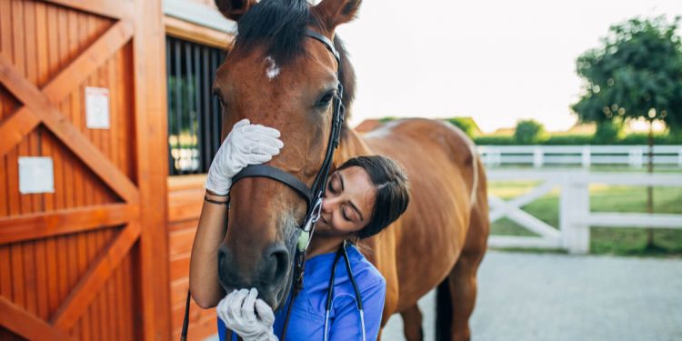 Medicina Veterinária