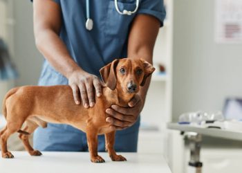 como montar uma clínica veterinária