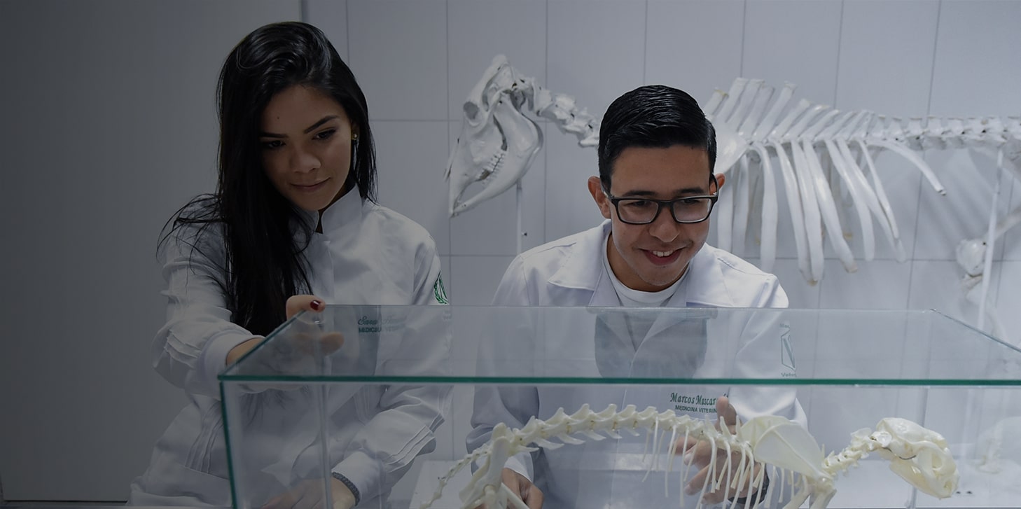 Medicina Veterinária