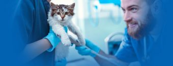 Principais casos de rotina na clínica de pequenos animais