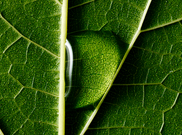 Unileão celebra Dia Internacional das Florestas e da Árvore e Dia Mundial da Água