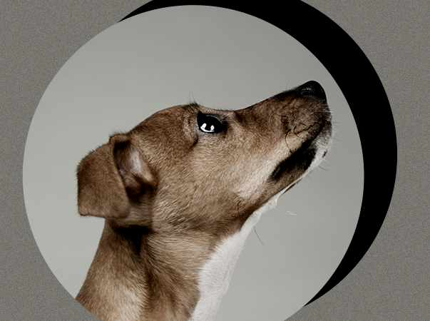 Cresce número de animais abandonados durante a pandemia