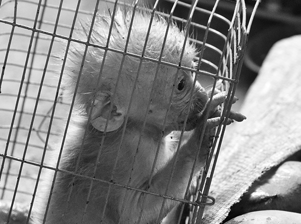 Consequências do tráfico de animais silvestres para o meio ambiente