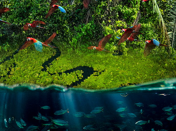 Preservação da Amazônia é lembrada neste 5 de setembro