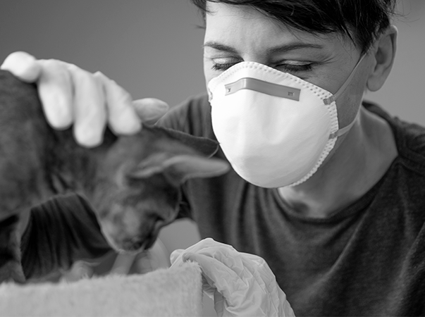 Atuação de médicos veterinários frente à pandemia da covid-19