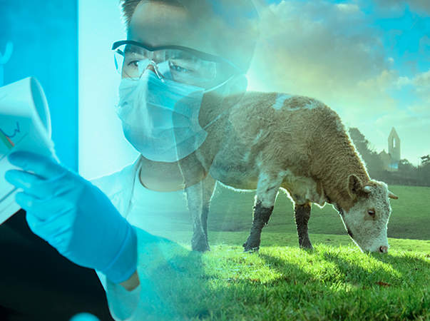 Contribuição da Medicina Veterinária para o melhoramento genético na pecuária