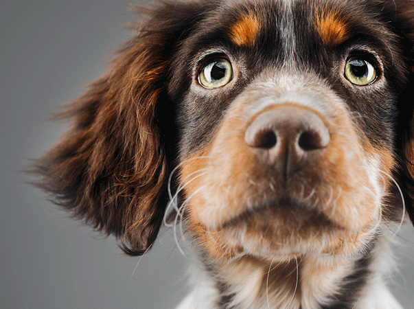 Seu pet jamais te abandonaria: por que abandoná-lo?