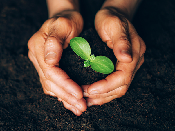 Importância do solo é lembrada neste dia 5 de dezembro
