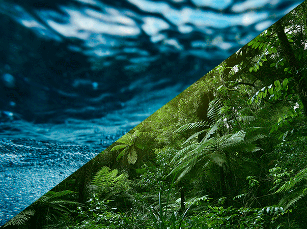 Dia Internacional das Florestas e da Árvore e Dia Mundial da Água alertam para a necessidade de preservação da natureza