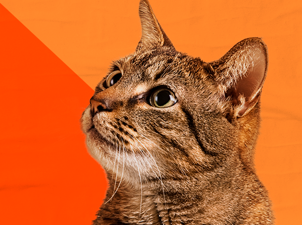 Unileão adere à campanha Abril Laranja e reforça a necessidade de combater a crueldade contra animais