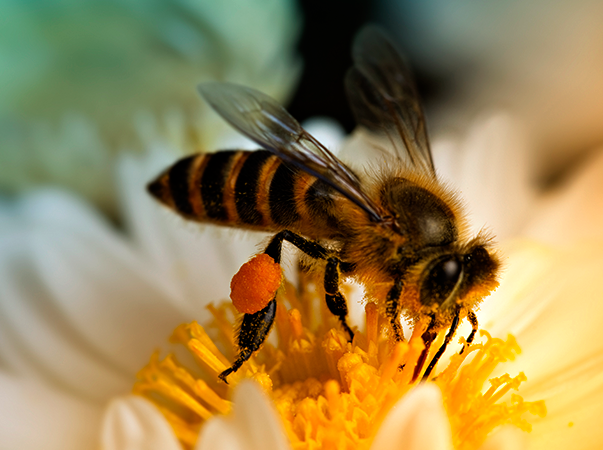 Dia Mundial das Abelhas destaca a relevância desses pequenos animais para a biodiversidade e segurança alimentar da população mundial