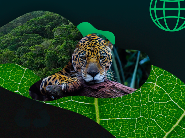 Dia Mundial do Meio Ambiente reforça importância da preservação da natureza