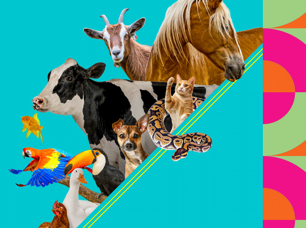 II Congresso Caririense de Medicina Veterinária da Unileão amplia prazo para envio de trabalhos