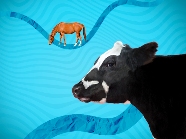 Hospital Veterinário da Unileão oferece atendimento para animais de grande porte