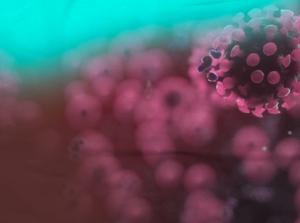 Liga Acadêmica da Unileão realiza curso de treinamento sobre testes rápidos