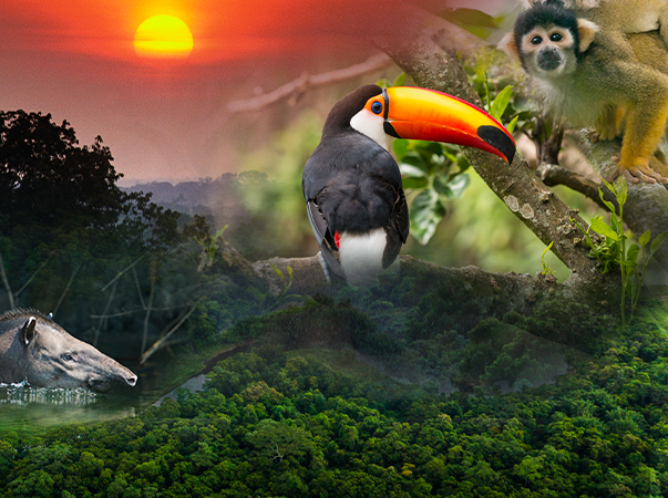 Unileão alerta a população para a preservação da Amazônia neste dia 5 de setembro