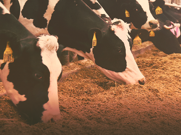 Unileão oferta Curso de Extensão em Sanidade de Ruminantes