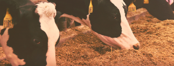 Sanidade de Ruminantes