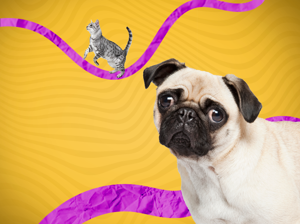 Hospital Veterinário da Unileão oferece atendimentos para animais de pequeno porte