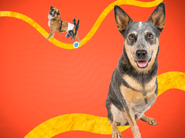 Hospital Veterinário da Unileão oferece atendimentos em fisioterapia e reabilitação animal