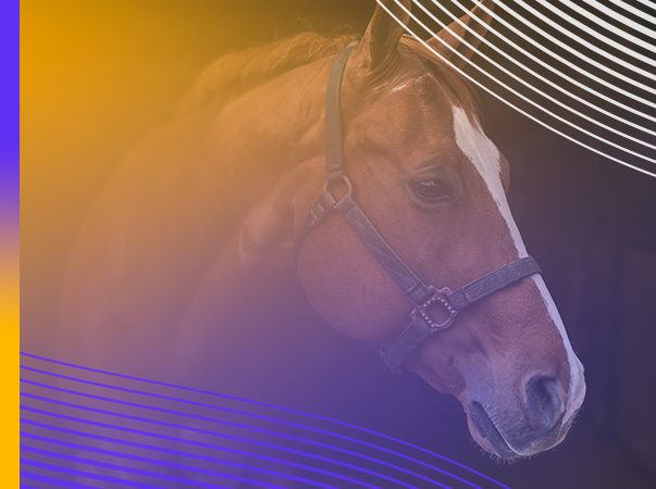 Liga Acadêmica do curso de Medicina Veterinária da Unileão realiza minicurso sobre nutrição de equinos