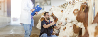 Interpretação de parâmetros hematológicos e bioquímicos na rotina clínica de grandes animais