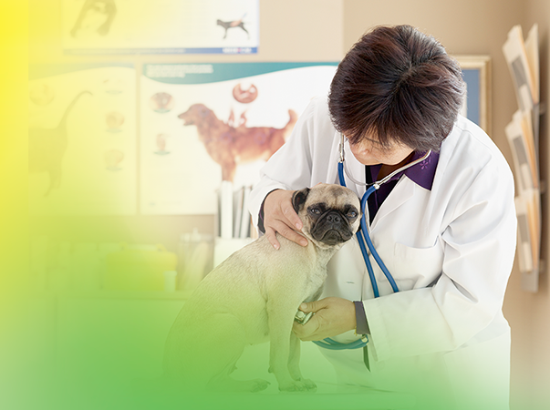 Hospital Veterinário da Unileão oferece atendimento oncológico de qualidade com valores acessíveis