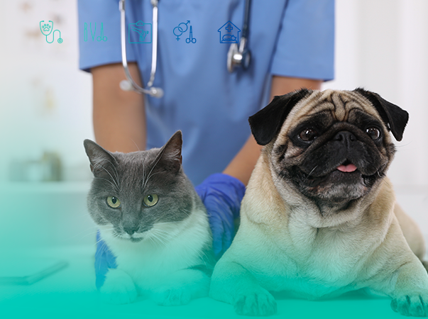 Hospital Veterinário da Unileão passa a funcionar 24h
