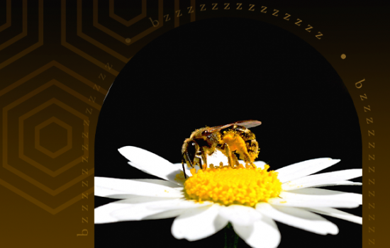 Relevância das abelhas é destacada nesse 20 de maio