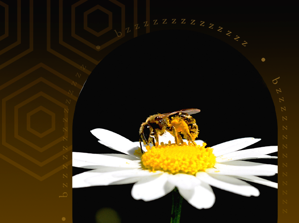 Dia Mundial das Abelhas reforça importância das abelhas para segurança alimentar da população e conservação da biodiversidade