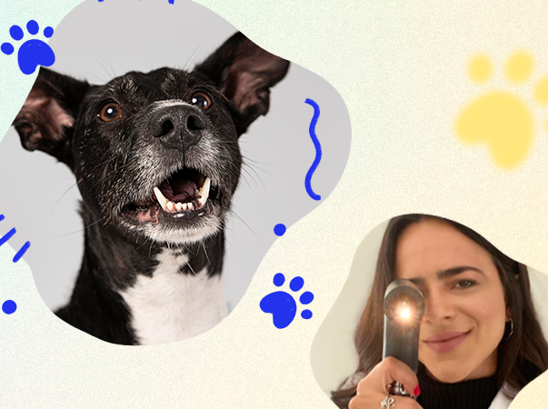 Hospital Veterinário da Unileão oferece atendimentos oftalmológicos a animais