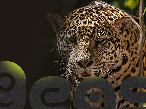 Grupo de Estudo de Animais Silvestres divulga cronograma de encontros do semestre