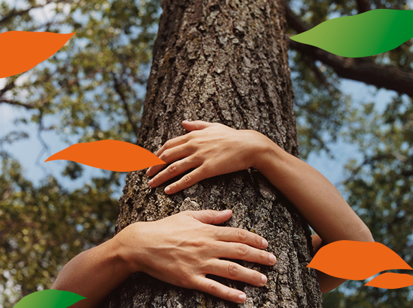 21 de setembro – Dia da árvore: preserve a natureza!