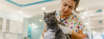 na clínica de pequenos animais