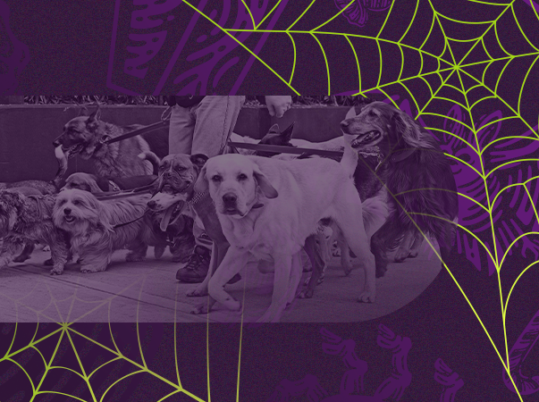 Curso de Medicina Veterinária da Unileão promove a III Cãominhada de conscientização sobre o abandono