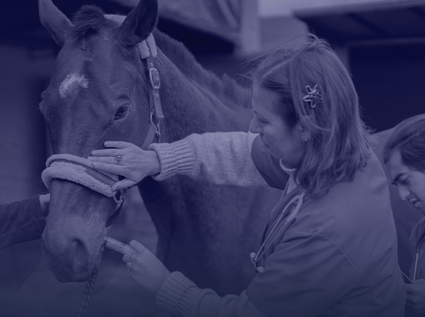 Unileão abre inscrições para turma de Especialização em Clínica e Cirurgia de Equinos