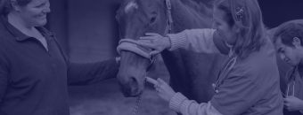 Clínica e Cirurgia de Equinos