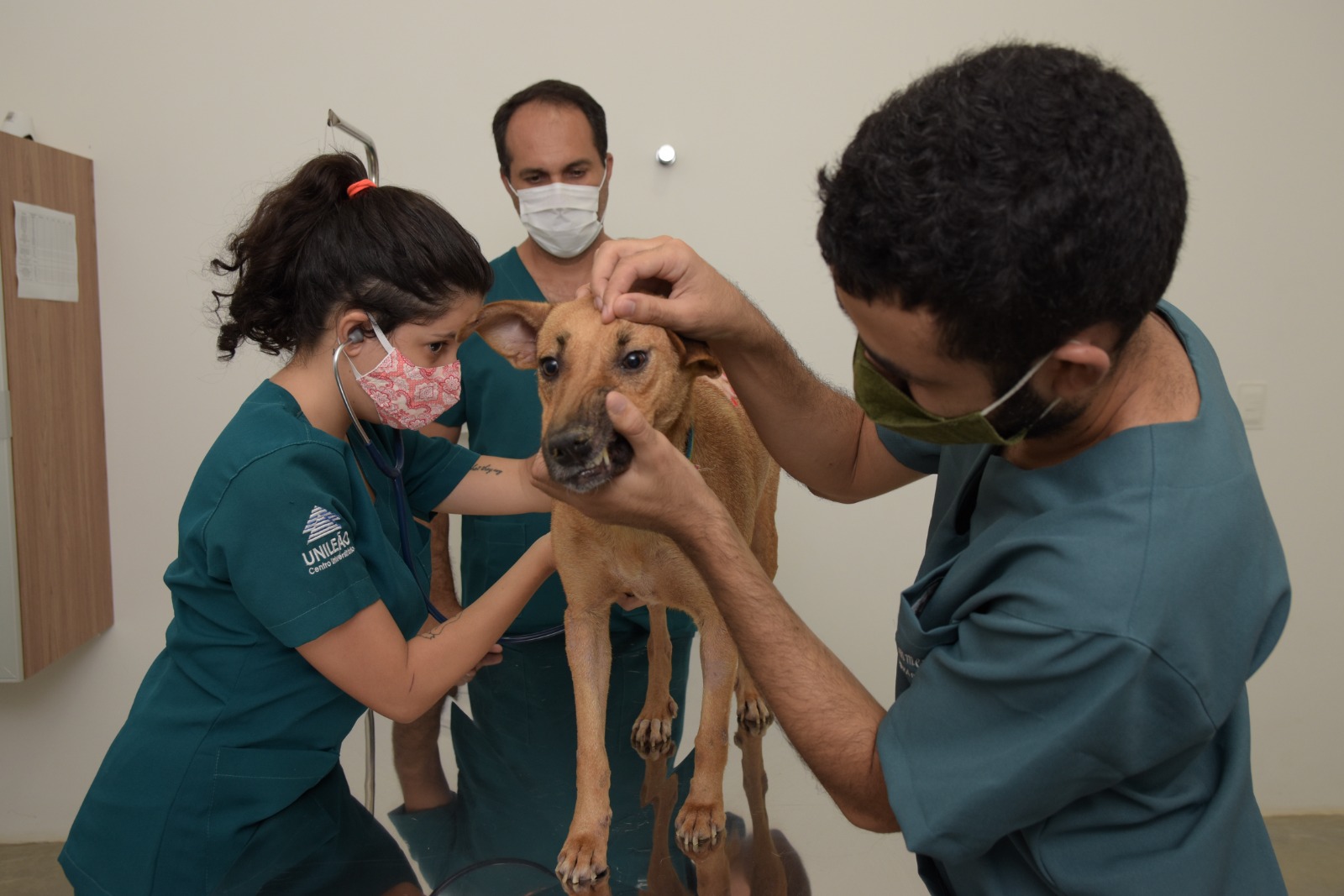 5 razões para ser médico veterinário e investir na carreira