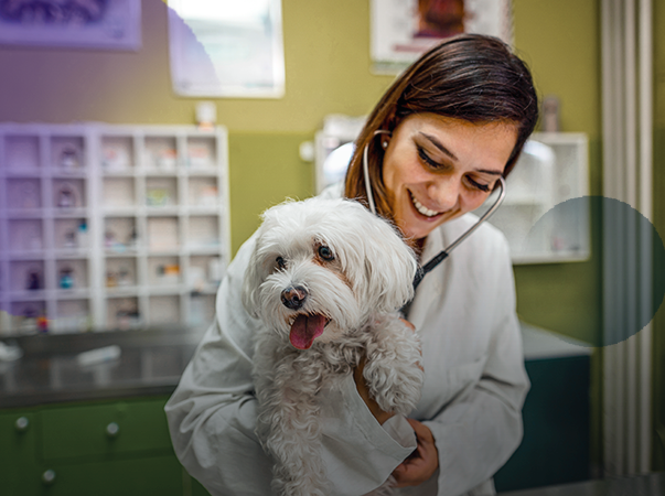 Unileão oferta curso de Extensão Medicina Veterinária Funcional de Pequenos Animais