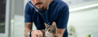 Clínica Médica de Pequenos Animais