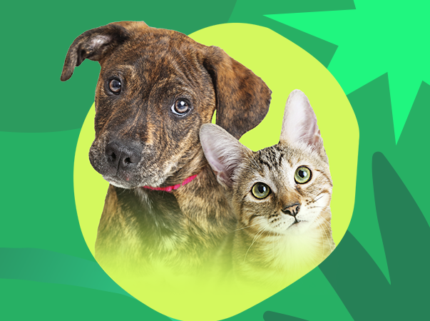 Dezembro Verde: Um alerta contra o abandono de animais