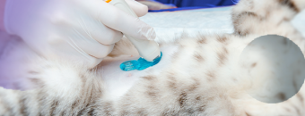 Ultrassonografia Abdominal em cães e gatos