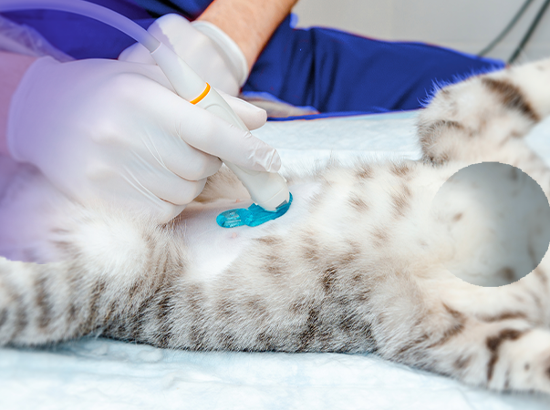 Unileão oferta Curso Prático de Ultrassonografia Abdominal em Cães e Gatos