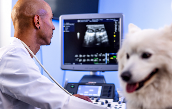 Radiologia Aplicada na Clínica Médica em Cães e Gatos