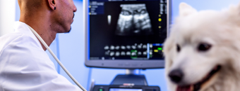 Radiologia aplicada na clínica médica em cães e gatos