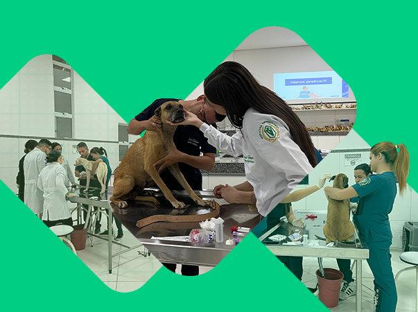 Hospital Veterinário da Unileão chega à marca histórica de 10 mil animais atendidos